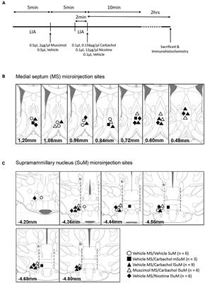 Medial Septum Modulates Cellular Response Induced in Hippocampus on Microinjection of Cholinergic Agonists into Hypothalamic Lateral Supramammillary Nucleus